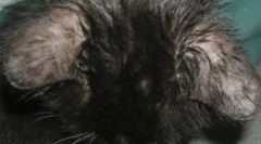 Symptómy a liečba demodekózy v mačke