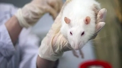 Symptómy a liečba mykoplazmózou u potkanov ako nebezpečné ochorenie