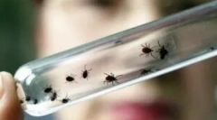 Príznaky encefalitídy po horkej časti