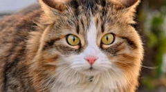 Kognitívny syndróm dysfunkcie