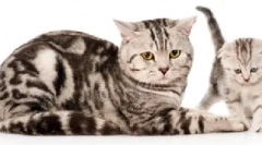 Systém chovných orgánov