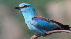 Jednotka obyčajného