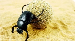 Šrotovanie posvätného