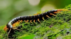 Skolendra (foto): pet, z ktorého hodí v chvete