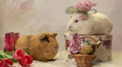 Prekročenie morčiat