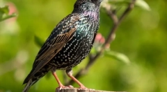 Skorets (fotografie): skutočný jarný herald