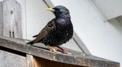 Skorets - vták falošný