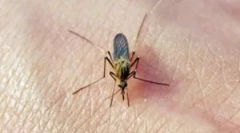 Stopy komárov na tele