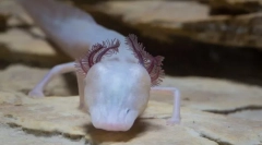 Spací salamander - najvyšší predátor podzemného vodného vozíka texasu