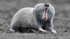 Flloum: popis a životný štýl