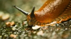 Slug: kto sú to, čo vyzerajú a škodia?