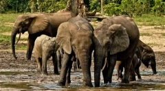 Elephant forestry