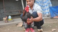 Elephant chickens ha dong tao