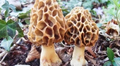 Smorchchki a škroby