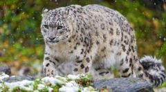 Snežný leopard