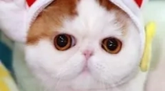 Snoopy-cat: teddy mumlyka, ktorý dobyl internet