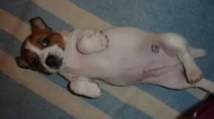 Pes passport: ako a na to, čo robí pečiatkou