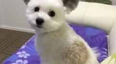 Pes gawa s ušami ako cheburashka