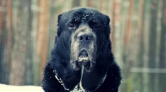 Pes alabai (foto): dobrá náladu pod hrozným vzhľadom