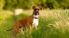 Pes boxer (foto): more láskavosti pod hrozným vzhľadom