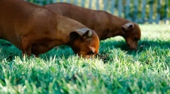 Pes jedol iné zvieracie výkaly: prečo a ako odstaviť