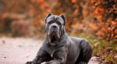 Pes kane corso (foto): verný priateľ a obranca, ktorý je vždy blízko