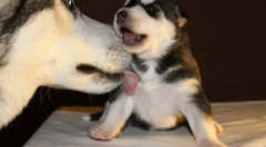 Pes olizuje nohu majiteľa: príčiny prejavu pet