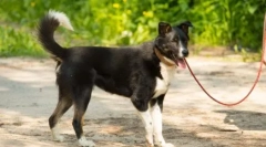 Pes nechce chodiť: príčiny a spôsoby vyriešenia problému