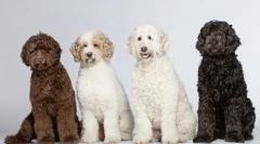 Dog dightor: 5 best rendering plemien