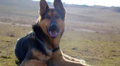 Pes východoeurópsky ovčiak (foto): zahraničný obranca a skutočný priateľ