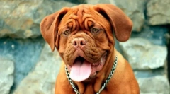 Brachicephali psy: zoznam plemien a odporúčaní majiteľom