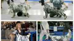 Dmitrij medvedev psi a mačky: kto žije v politike