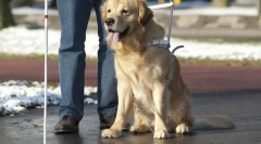 Psov v službe osoby