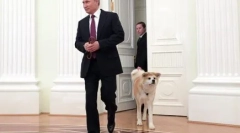 Ruský prezident vladimir putin psov