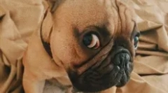 Ruské hviezdy psi: obľúbené domáce zvieratá