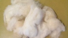 Psy s vlasmi namiesto vlny: špeciálne plemená s veľkými požiadavkami