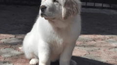 Psy z najviac, top dog records