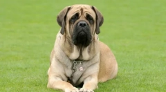 Skladacie psy: recenzia plemena vrások