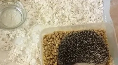 Hedgehog a domáca starostlivosť