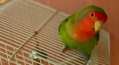 Obsah a starostlivosť o milovníkov doma