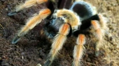 Obsah spider-hydiny doma