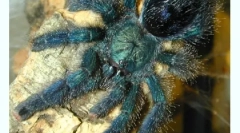 Obsah pavúkov v dome