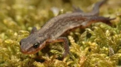 Obsah obojživelných domov