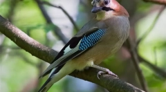 Soyuka (foto) - vták, štrajkovaný s jeho repertoárom