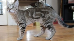 Sokok (sumkok, keňský les)