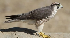 Stredomorský falcon