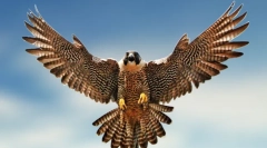 Falcon