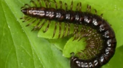 Prepáčte-tričko a iné typy viaccestných