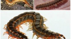 Prepáčte-glassware: popis a životný štýl