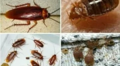 Koexistencia chýb a švábov v byte